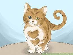 What Does Newborn Kittens Mean In A Dream Newborn Kittens