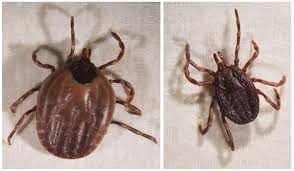 Image result for Viscum congolense