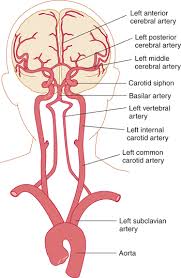 Anterior cerebral artery locate the anterior cerebral artery arising from the internal carotid body of each side. Vascular Supply Of The Brain Neupsy Key