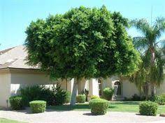 Maybe you would like to learn more about one of these? 15 Ficus Nitida Tree Ideas Ù†Ø¨Ø§ØªØ§Øª Ø­Ø¯Ø§Ø¦Ù‚ Ø·Ø¨ÙŠØ¹Ø©