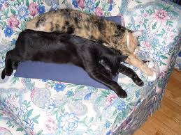 sleeping cats are cute