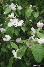 Image result for Cydonia