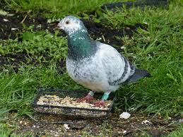 Racing Pigeon Racing Pigeons Homing Pigeons Pigeon Bird