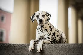 Image result for dalmatin