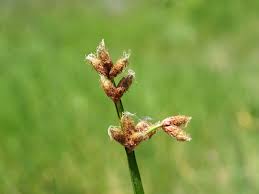 Image result for Schoenoplectus scirpoides