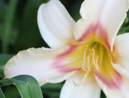 Check spelling or type a new query. Stella S Ruffled Fingers A North East Ohio Garden