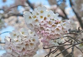 Maybe you would like to learn more about one of these? History Of The Cherry Trees Cherry Blossom Festival U S National Park Service
