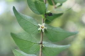 Image result for Canthium