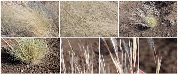 Image result for Stipagrostis uniplumis