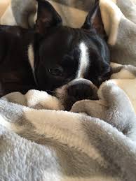 Puppyfinder.com is your source for finding an ideal boston terrier puppy for sale in minnesota, usa area. Southern Maine Boston Terrier Group Posts Facebook