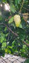 Image result for Morinda angolensis