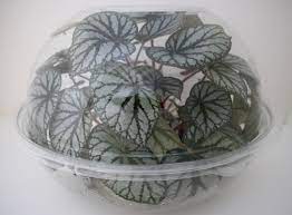 Using Bowls To Make A Terrarium Buxton Begonia