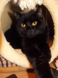 The black cat cafe, located in devon, pennsylvania, is at berkeley road 42. This Is Jet And He Lives At The Cat Cafe In Totnes Devon England The Cafe Was The First Cat Cafe In The Uk So If You Like Cats Kittens