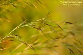 Image result for Hyparrhenia familiaris