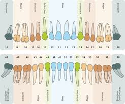 Holistische Zahngesundheit Seele Baumelt Ganzheitlich Gesund Und Bewusst Leben