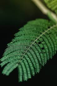 Image result for Acacia seyal