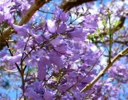The flower clusters borne on the tips of branches come in different shades of pink and purple or in white. Spring Purple Flowering Trees Purple Flowering Tree Jacaranda Tree Flowering Trees