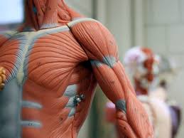 640 muscles l the muscles make up about 40 % of the body mass. 11 Functions Of The Muscular System Diagrams Facts And Structure