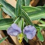 Image result for Commelina albescens