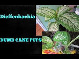 Dieffenbachia Or Dumb Cane Seperating Pups Repotting Youtube Dumb And Dumber Plant Lover Pup