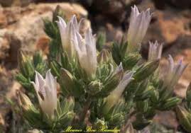 Image result for Euclasta