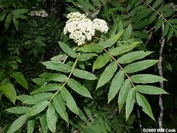 They're beautiful, easy to grow, readily available and a great also called rum cherry or mountain cherry, prunus serotina ia a native deciduous tree that grows much larger than the previously mentioned trees, reaching heights of 50 to. American Mountain Ash Sorbus Americana
