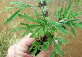 Image result for Leonurus japonicus