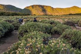 Dj malaysia x indo 2019 house music. Gunung Di Indonesia Yang Memiliki Bunga Edelweiss