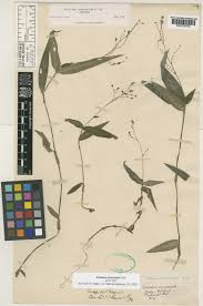 Image result for Aneilema petersii