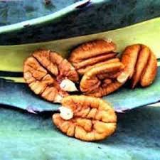 We did not find results for: Buy Elliot Pecan Tree From Ty Ty Nursery