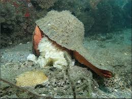 Triplofusus Giganteus Kiener 1840 Depositing Eggs Eggs