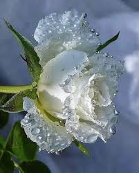 White Rose Roses Garden Care Beautiful Roses Garden Care