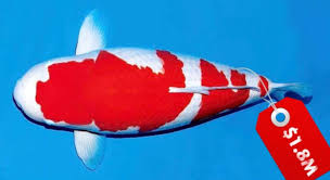 Check spelling or type a new query. Inilah 16 Jenis Ikan Hias Termahal Di Indonesia Blog Ruparupa