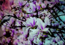 Check spelling or type a new query. Fotomurali Magnolias Albero Di Fiori Rosa Tenstickers