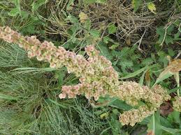 Image result for Cordylostigma longifolium