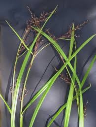 Image result for Scleria