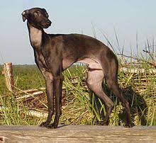 The italian greyhound is one of the easiest dogs to groom. Italian Greyhound Wikipedia