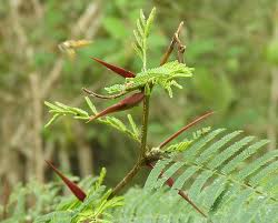 Image result for Acacia pilispina