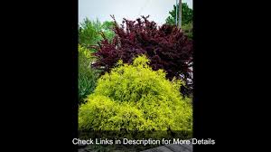 Get a dwarf variety for a pop of color! Dwarf Gold Mop Cypress Information And Care Guide All Youtube
