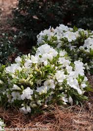 Bloom A Thon White Reblooming Azalea Rhododendron X Azaleas Landscaping Azaleas Garden White Azalea