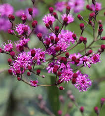 Image result for Vernonia turbinella