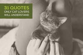 Time spent with cats is never wasted. 30 Cats Quotes Only Cat Lovers Will Understand
