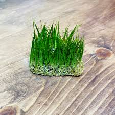 Image result for Eleocharis setifolia