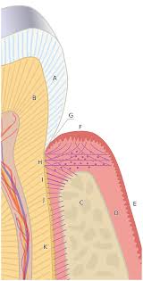 Dental Anatomy Wikipedia