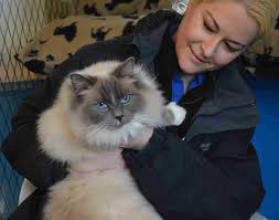 Enjoy free delivery over £40 to most of the uk, even for big stuff. Mypetstop Cat Sitting Boarding Washington