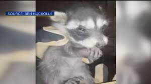 We did not find results for: Baby Raccoon Stuck Inside Wall Of Fairfield Home Rescued Good Day Sacramento
