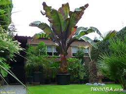Image result for Ensete ventricosum