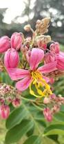 Image result for Cassia javanica