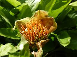 Image result for Scadoxus