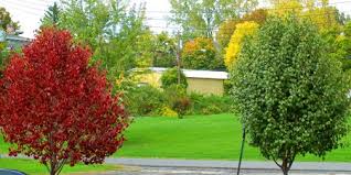Humans can't eat it, and worse, it can be poisonous for dogs. Different Leaf Colors On Bradford Pear Trees